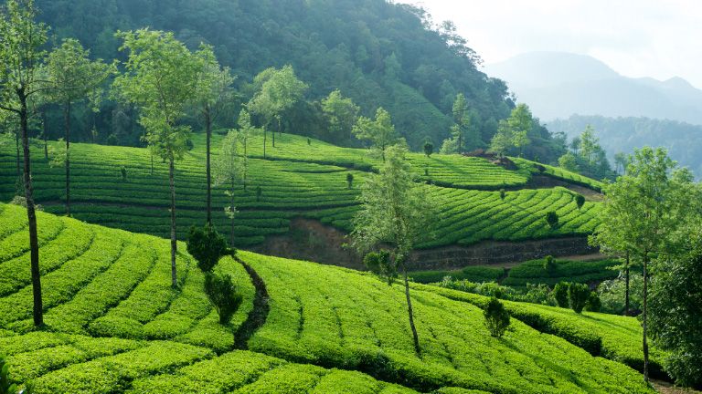 Munnar, Kerala